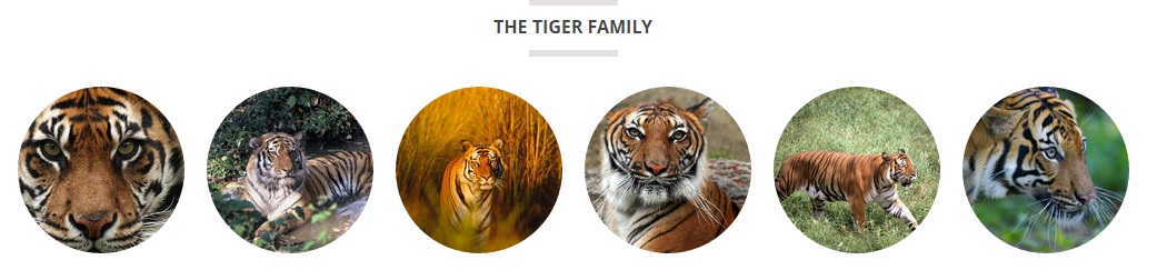 familia de tigres